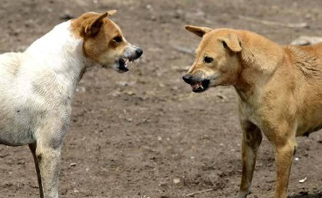 Man Thrashed Dog And Locked It Up In Room In UP, Arrested After Video Surfaces
