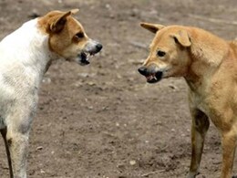 First Aid for Animal Bites: किसी जानवर के काट लेने पर सबसे पहले क्या करें, यहां है हर सवाल का जवाब First Aid for Animal Bites: किसी जानवर के काट लेने पर सबसे पहले क्या करें, यहां है हर सवाल का जवाब