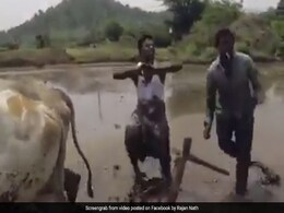 धान के खेतों में बैलों के साथ इन लड़कों ने की ऐसी हरकत, बार-बार देखा जा रहा है Video धान के खेतों में बैलों के साथ इन लड़कों ने की ऐसी हरकत, बार-बार देखा जा रहा है Video