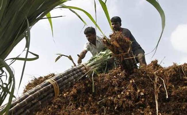 Chant Vedic Hymns For Better Crop: Goa Government's Advice To Farmers