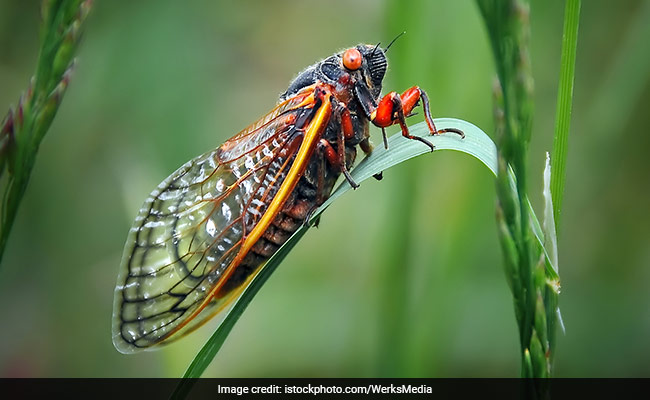 In France, Tourists Complain Of Cicadas Being 'Too Loud', Creating A 'Racket'