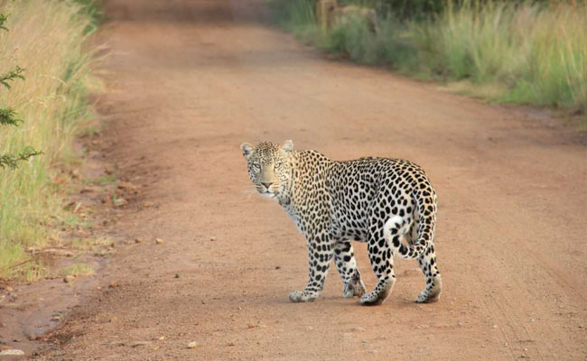 Leopard Attacks Couple On Motorcycle, Takes Away Infant In Gujarat