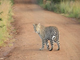 Leopard Attacks Couple On Motorcycle, Takes Away Infant In Gujarat Leopard Attacks Couple On Motorcycle, Takes Away Infant In Gujarat