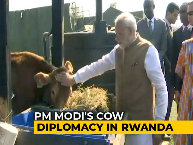 India Donates 200 Cows For Rwandan Economic Development Project