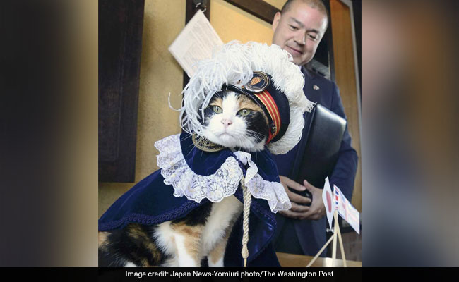 Three Years After Death, Japan's Cat Stationmaster's Legacy Lives On