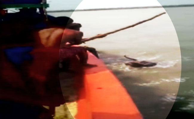 On Camera, Fishermen Poke Tiger In Sunderban River With Stick