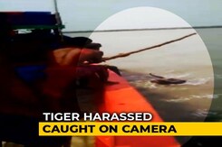 On Camera, Fishermen Poke Tiger In Sunderban River With Stick On Camera, Fishermen Poke Tiger In Sunderban River With Stick