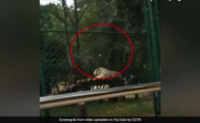 Visitors At China Zoo Throw Rocks At Tiger. Horrifying Video Is Viral