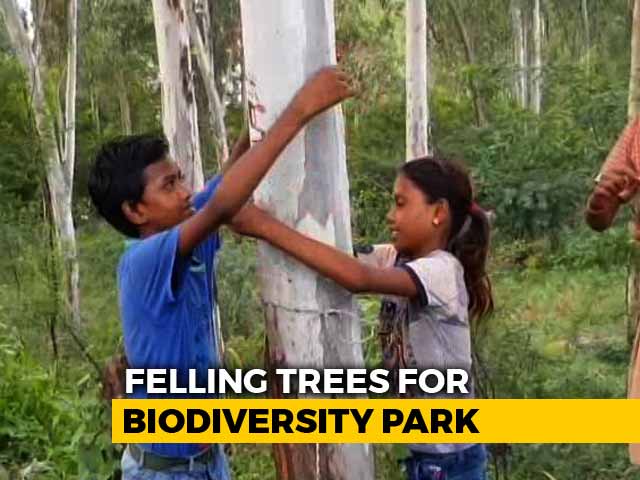 Rakhis And Hugs For Trees As Noida Protests Destruction Of Its Green Belt