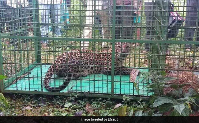 Leopard That Killed Several Dogs At Village Trapped In Karnataka's Udupi
