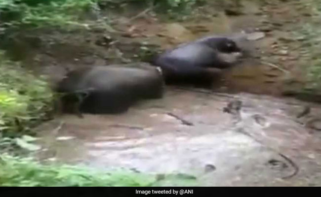 Watch: 3 Elephants Fall Into Well In Tamil Nadu, Rescued In 6 Hours