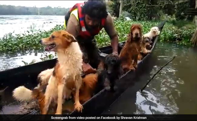 Viral: In Kerala, 18 Dogs And Their Owner Rescued From Flooded House