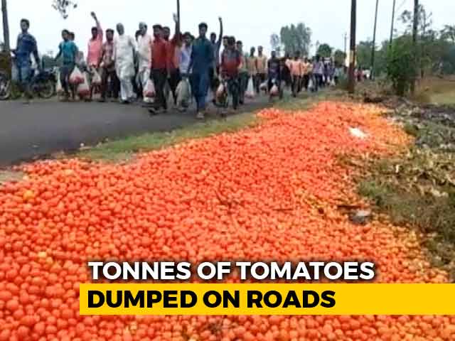 Farmers In UP's Amroha Dump Tomatoes On Streets After Prices Go South