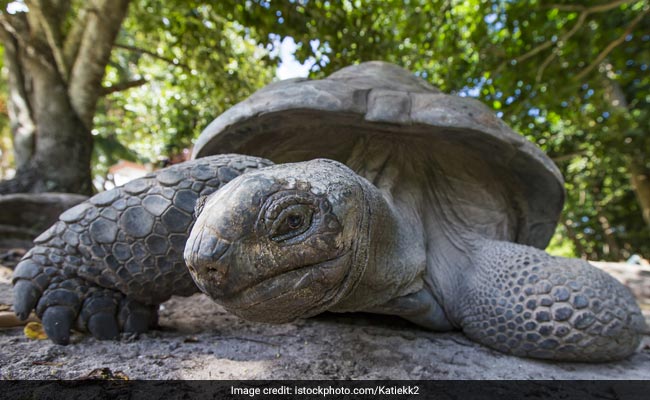Relative Of Extinct Tortoise Located In Galapagos