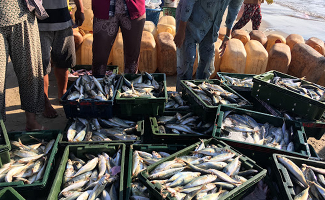 Formalin Scare: Checking Of Fish Withdrawn On Goa's Border