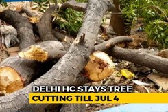 No More Delhi Trees To Be Cut Till July 4, Says High Court No More Delhi Trees To Be Cut Till July 4, Says High Court