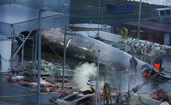 Rare Whale Killed In Iceland. It May Be First Blue Whale Hunt In 50 Years