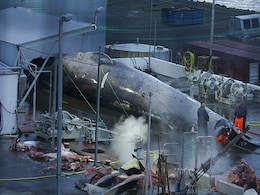 Rare Whale Killed In Iceland. It May Be First Blue Whale Hunt In 50 Years Rare Whale Killed In Iceland. It May Be First Blue Whale Hunt In 50 Years