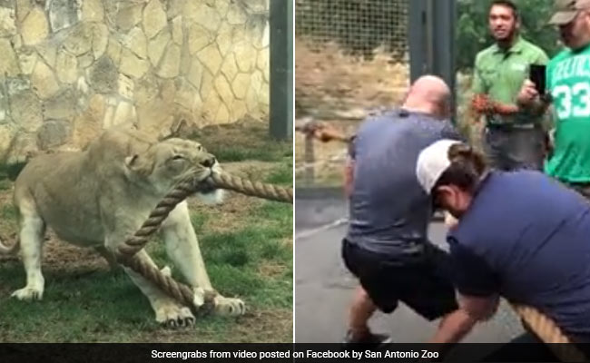 3 WWE Wrestlers Vs A Lion Cub: Can You Guess Who Won This Tug Of War?