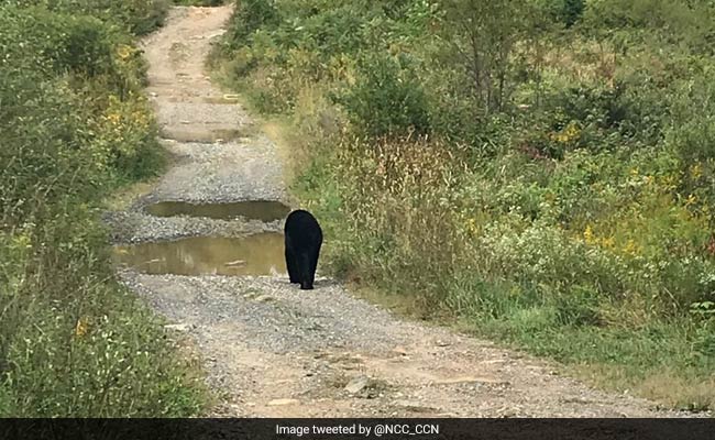 Bear Spotted Roaming Ottawa Streets Meters Away From Parliament