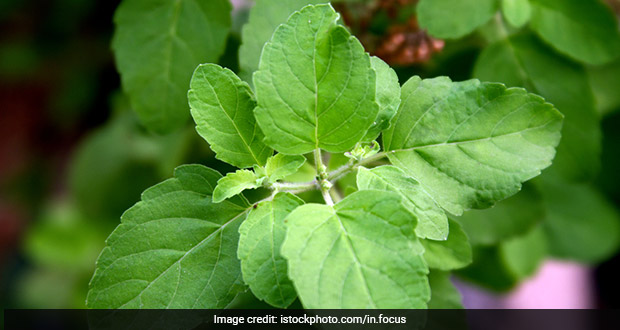 Tulsi is known as an effective combatant against stress