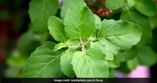 Add Tulsi To Your Diet To Boost Health: Expert