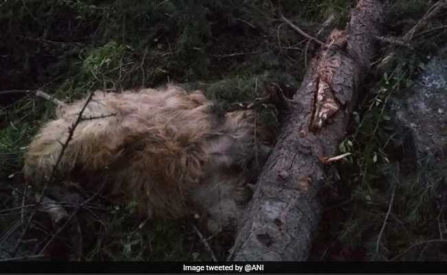 Man, 116 Cattle Killed After Portion Of Hill Falls In Himachal Pradesh