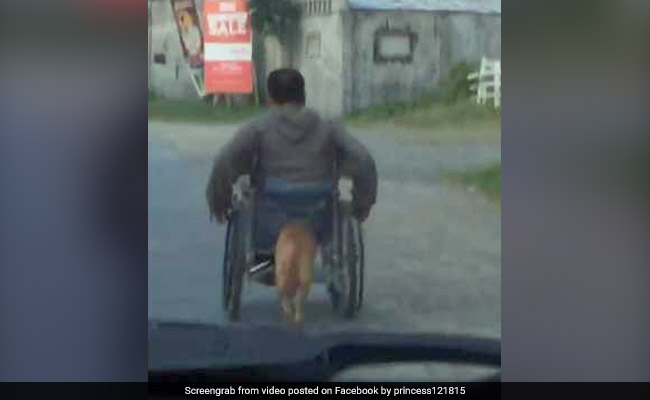 Dog Pushes Paralysed Owner's Wheelchair In Heartwarming Video