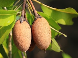 6 Reasons Why You Must Add Sapota (Chikoo) To Your Diet 6 Reasons Why You Must Add Sapota (Chikoo) To Your Diet