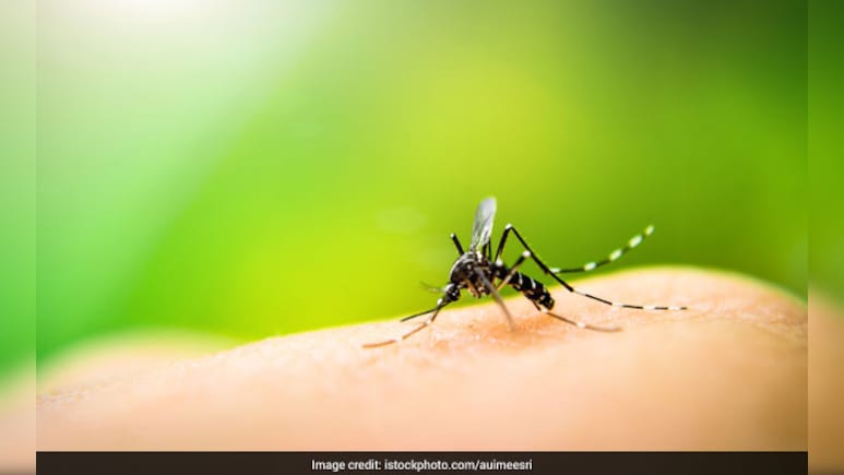 World Mosquito Day 2025: विश्व मच्छर दिवस 2025, क्या है इस दिन का महत्व, इतिहास और थीम
