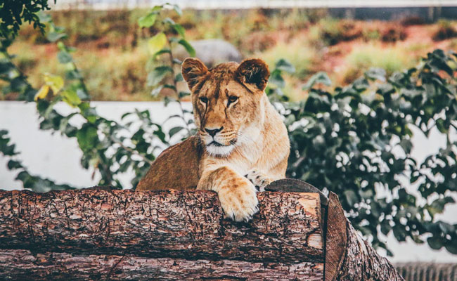 Indore Zoo To Send 2 Lionesses To Japan In Coolest  Exchange Program Ever