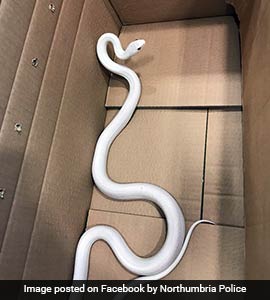 In UK, Cops Handed Mysterious Box. Inside, A Rare White Snake