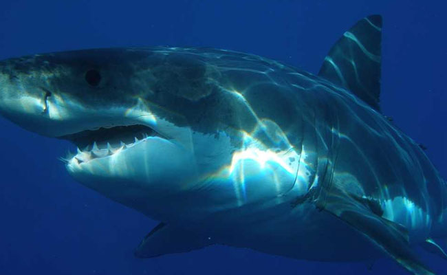 15-Feet Whale Shark Released Into The Deep Sea In Odisha