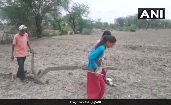 In Uttar Pradesh, Sisters Plough Field To Please Rain God For Monsoon