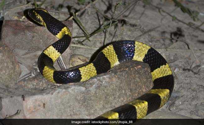 Venomous Snake Found In Passenger's Bag At Cochin Airport