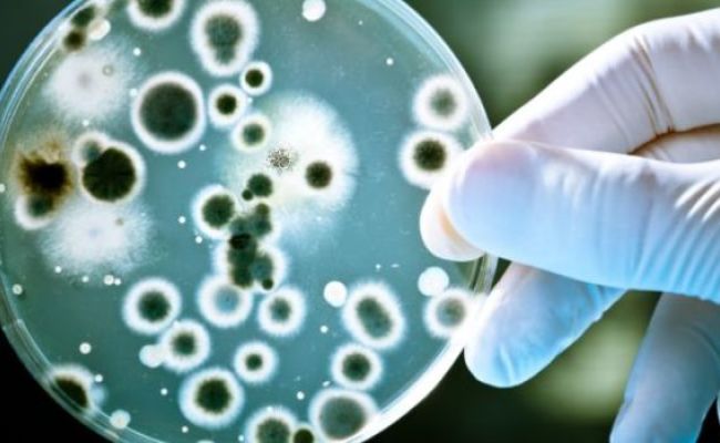 Bacterial cells infected by viruses, molecular memories are stored in special regions of bacterial DNA.