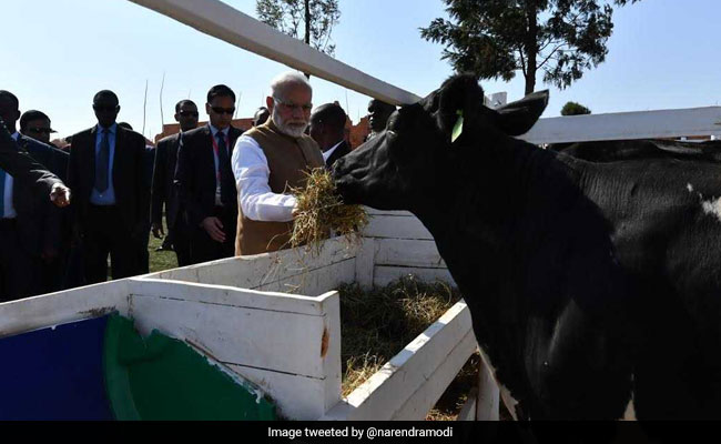 India Donates 200 Cows For Rwandan Economic Development Project