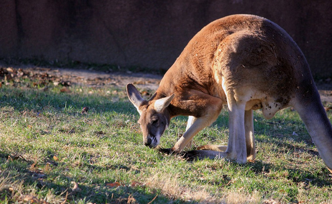 How Fossil Of 50,000-Year-Old Kangaroo Was Unearthed From Australian Cave