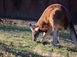 How Fossil Of 50,000-Year-Old Kangaroo Was Unearthed From Australian Cave How Fossil Of 50,000-Year-Old Kangaroo Was Unearthed From Australian Cave