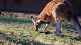 Fossil Teeth Reveal Secrets Of Extinct Giant Kangaroo's Lifestyle