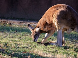 Fossil Teeth Reveal Secrets Of Extinct Giant Kangaroo's Lifestyle Fossil Teeth Reveal Secrets Of Extinct Giant Kangaroo's Lifestyle