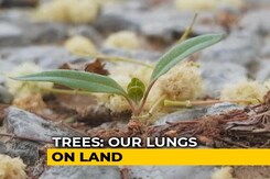 Do Your Bit For The Environment, Plant A Tree Do Your Bit For The Environment, Plant A Tree