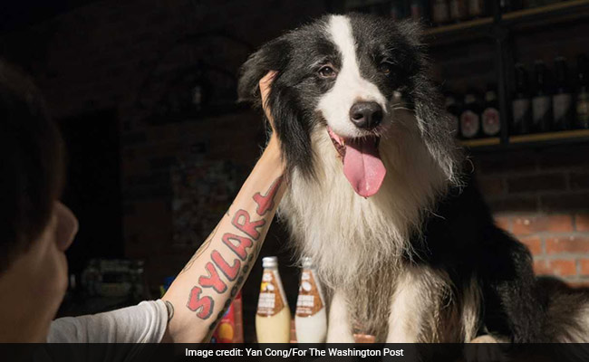 In China, Pet Dogs Were Killed. Today, This One Lives In A $500,000 House