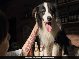 In China, Pet Dogs Were Killed. Today, This One Lives In A $500,000 House In China, Pet Dogs Were Killed. Today, This One Lives In A $500,000 House