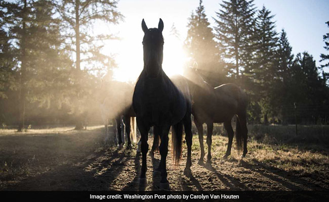 A Horse Was Neglected By Its Owner. Now The Horse Is Suing.