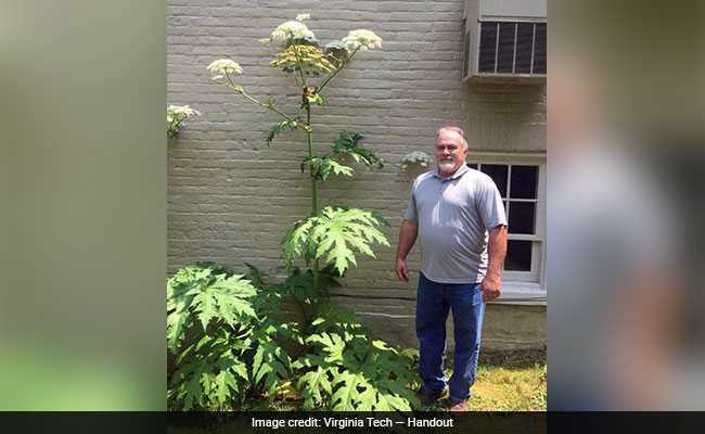 'Don't Touch It': Plant With Sap That Can Cause Blindness Found In US