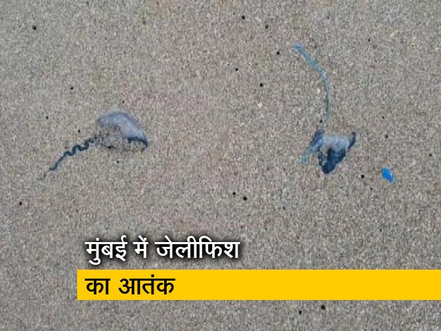 मुंबई के बीच पर ब्लू बॉटल जेलीफिश का आतंक, 150 से अधिक लोगों को किया घायल
