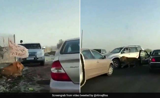 VIDEO: अचानक ट्रैफिक के बीच आ गया शेर, दहाड़ा तो निकल गई सभी की चीखें