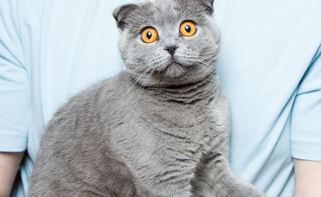 Village In New Zealand Wants To Ban All Cats. Here's Why