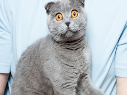 New Zealand के इस गांव में BAN होने जा रही हैं बिल्लियां, पीछे की वजह है हैरान करने वाली New Zealand के इस गांव में BAN होने जा रही हैं बिल्लियां, पीछे की वजह है हैरान करने वाली